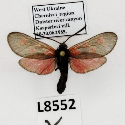 Zygaenidae, Zygaena loti achilleae, A1-, Ukraine