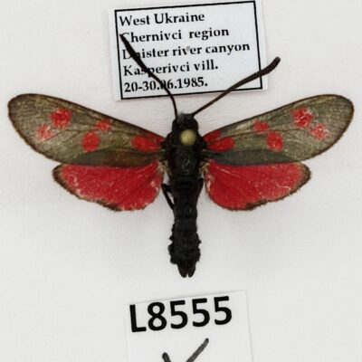 Zygaenidae, Zygaena filipendulae polygalae, A1-, Ukraine