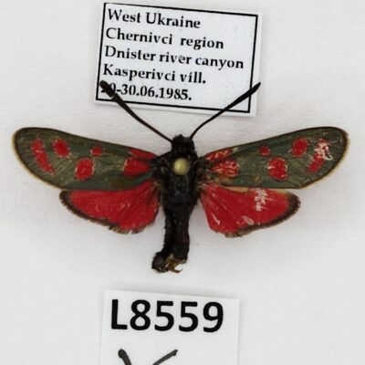 Zygaenidae, Zygaena carniolica berolinensis, A-, Ukraine