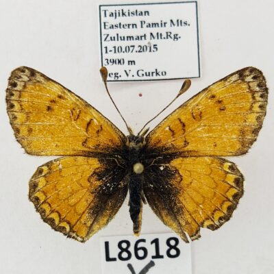 Nymphalidae, Melitaea pallas pseudobalbina, male, B, Tajikistan, RARE ssp