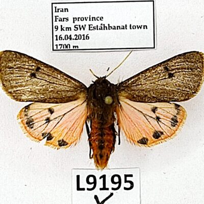 Erebidae, Arctiinae, Phragmatobia placida mirzayansi, A2-, Iran