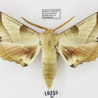 Sphingidae, Marumba quercus, male, A1-, ex pupa, Ukraine
