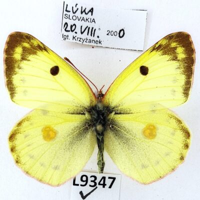 Pieridae, Colias alfacariensis, male, A1, ex pupa, Slovakia