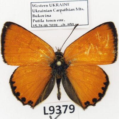 Lycaenidae, Lycaena virgaureae, male, A1-, Ukraine