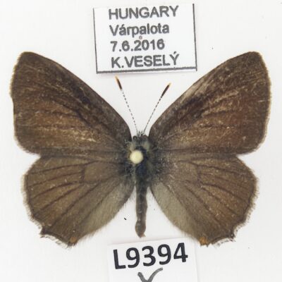 Lycaenidae, Satyrium ilicis, A1, ex pupa, Hungary