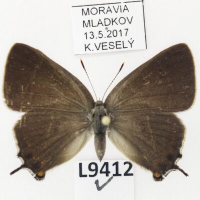 Lycaenidae, Satyrium w-album, female, A1/A1-, Czech Republic