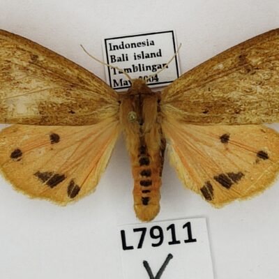 Erebidae, Arctiinae sp., female, A-, Indonesia