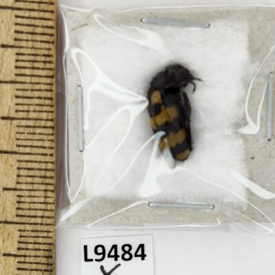 Meloidae sp., A1, Russia, L9484