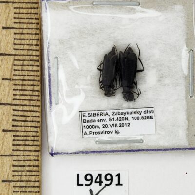 Meloidae sp., pair, A1, Russia, L9491