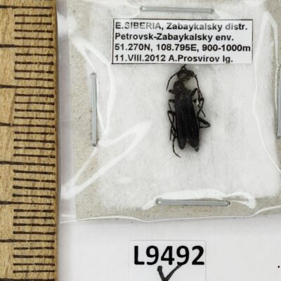 Meloidae sp., A1, Russia, L9492