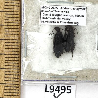 Meloidae sp., pair, A1, Mongolia, L9495