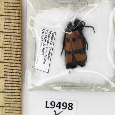 Meloidae sp., A1, Greece, L9498