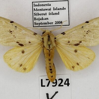 Erebidae, Arctiinae, Spilarctia siberuta?, female?, A-, Indonesia