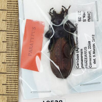 Carabidae, Carabus yunanensis huizeanus, male, A1, China, PARATYPUS