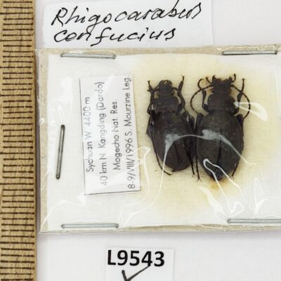 Carabidae, Carabus confucius, pair, A1, China