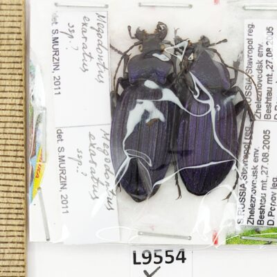 Carabidae, Carabus exaratus ssp?, pair, A1, Russia