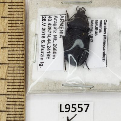 Carabidae, Carabus maurus maurus, male, A1, Armenia