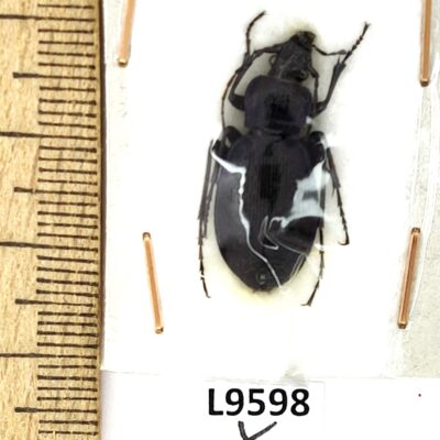 Carabidae, Carabus separatus persa, female, A1, Iran