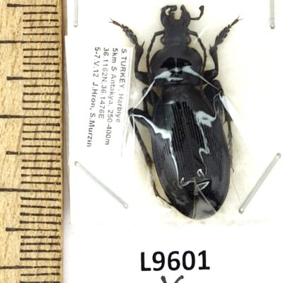 Carabidae, Carabus morawitzi morawitzi, male, A1, Türkiye