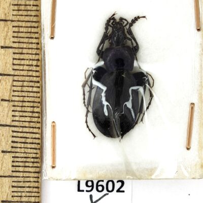 Carabidae, Carabus elegantulus elegantulus, male, A1, Iran