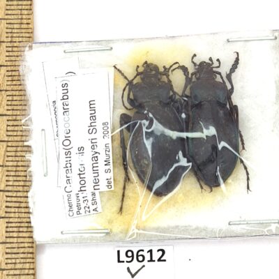 Carabidae, Carahus hortensis neumayeri, pair A1, Russia