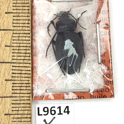 Carabidae, Carabus carbonicolor callosus, female, A1, Kazakhstan