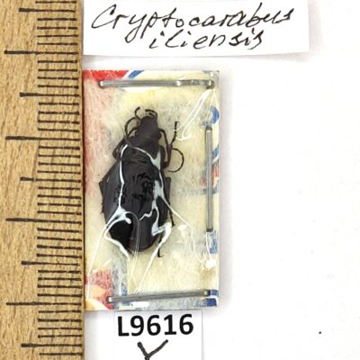 Carabidae, Carabus iliensis, female, A1, Kazakhstan