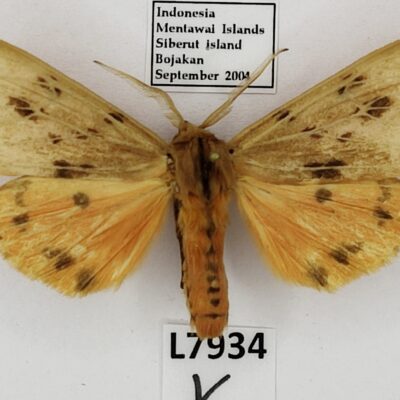 Erebidae, Arctiinae sp., male, A-, Indonesia