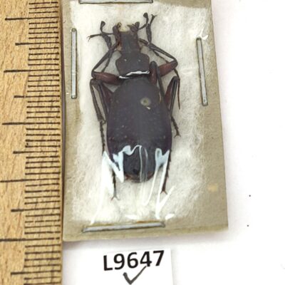 Carabidae, Carabus puschkini puschkini, male, A1, Georgia