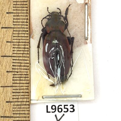Carabidae, Carabus excellens, male, A1, Ukraine