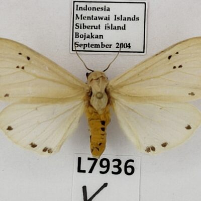 Erebidae, Arctiinae sp., female, A1, Indonesia
