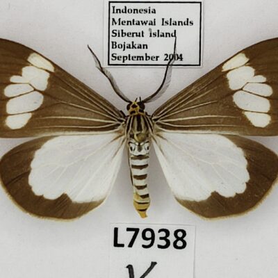 Erebidae, Arctiinae, Nyctemera baulus, male, A1, Indonesia