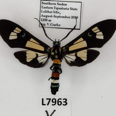 Erebidae, Arctiinae, Euchromia lethe, A1, South Sudan