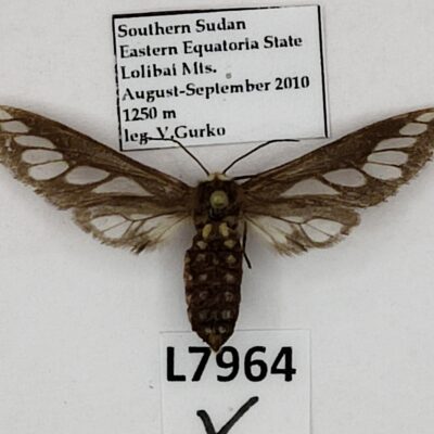 Erebidae, Arctiinae sp., female, A1-/A2-, South Sudan