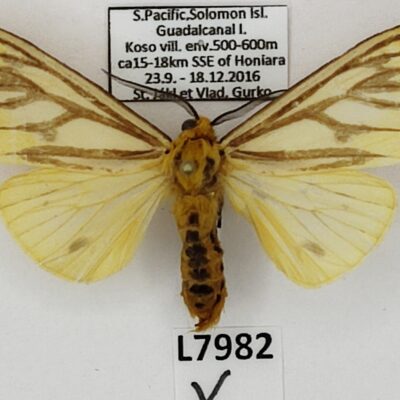 Erebidae, Arctiinae sp., male, A1-, Solomon Islands