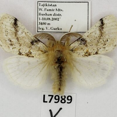Erebidae, Lymantriinae, Calliteara sp., male, A1-, Tajikistan
