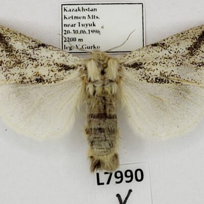 Erebidae, Lymantriinae, Calliteara sp., female, A1, Kazakhstan, RARE