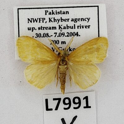 Erebidae, Lymantriinae, Euproctis sp., male, A-, Pakistan