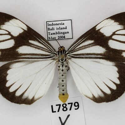 Erebidae, Arctiinae, Nyctemera coleta, female, A1-, Indonesia