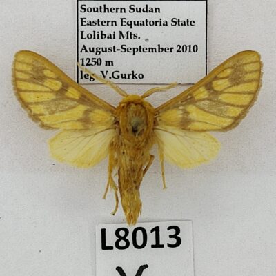 Erebidae, Arctiinae sp., male, A1-, South Sudan