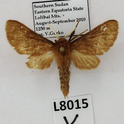 Erebidae, Arctiinae sp., male, B, South Sudan