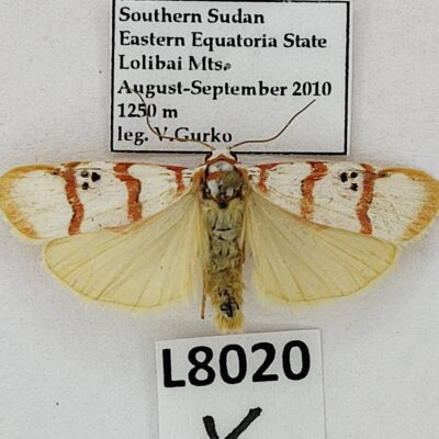 Erebidae, Arctiinae sp., A1-, South Sudan