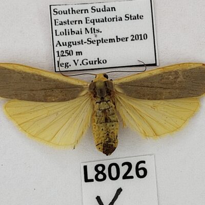 Erebidae, Arctiinae sp., A1, South Sudan