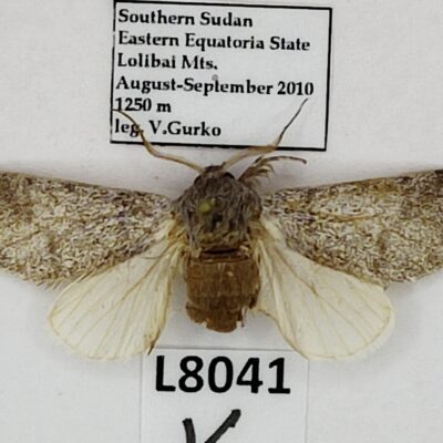 Lepidoptera sp., A-, South Sudan