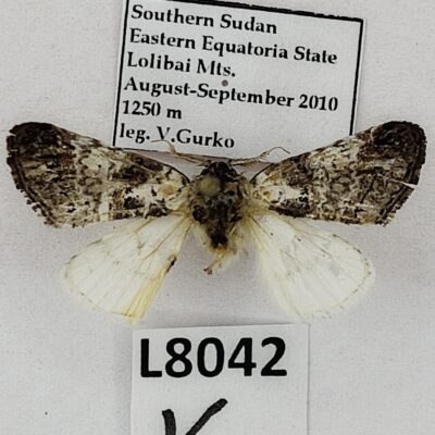 Lepidoptera sp., B, South Sudan