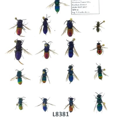 Chrysididae sp., 17ex., A1, Tajikistan