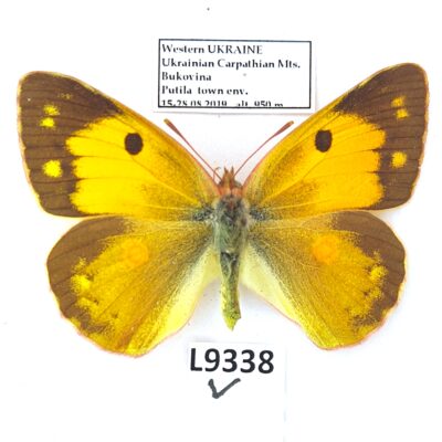 Pieridae, Colias crocea, female, A1, ex pupa, Ukraine