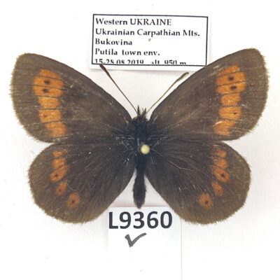 Nymphalidae, Satyrinae, Erebia manto trajanus, male, A1, Ukraine