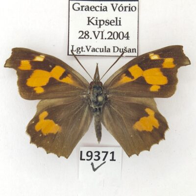 Nymphalidae, Libythea celtis, female, A1, ex pupa, Greece