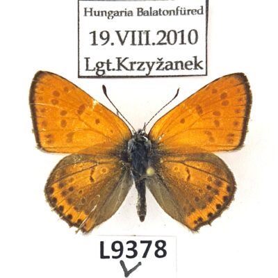 Lycaenidae, Lycaena thersamon, male, A1-/A2-, Hungary